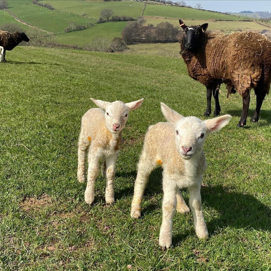 فيلا Pant Llwyd Farm Llangynidr المظهر الخارجي الصورة